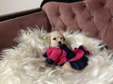 Wc Egi̇ti̇mli̇ Orji̇nal Toy Poodle Yavrulari Magazamizda  Görün