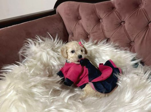 Wc Egi̇ti̇mli̇ Orji̇nal Toy Poodle Yavrulari Magazamizda  Görün görsel