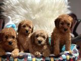 Wc Egi̇ti̇mli̇ Orji̇nal Toy Poodle Yavrulari Magazamizda  Görün
