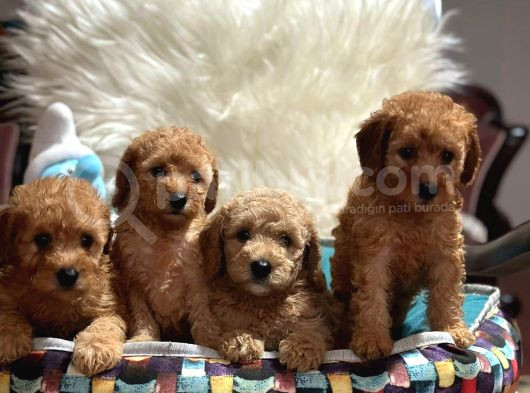 Wc Egi̇ti̇mli̇ Orji̇nal Toy Poodle Yavrulari Magazamizda  Görün görsel