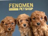 Wc Egi̇ti̇mli̇ Orji̇nal Toy Poodle Yavrulari Magazamizda  Görün