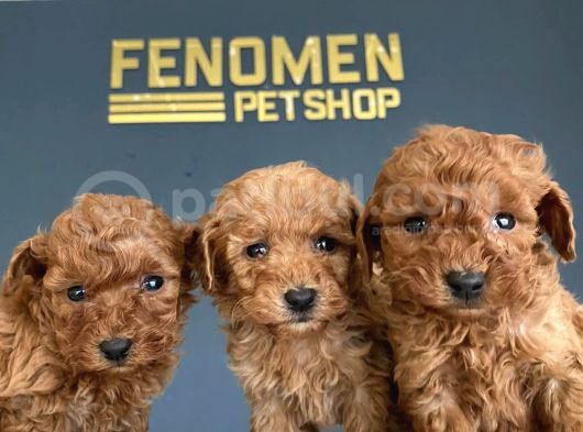 Wc Egi̇ti̇mli̇ Orji̇nal Toy Poodle Yavrulari Magazamizda  Görün görsel