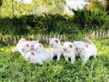 SHOW KALİTE BRITISH SHORTHAIR YAVRULARI MAGAZAMIZDA GÖRÜN