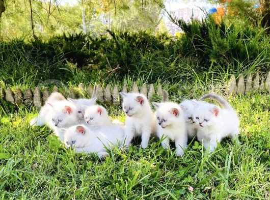 Show Kali̇te British Shorthair Yavrulari Magazamizda Görün