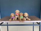 Wc Egi̇ti̇mli̇ Orji̇nal Toy Poodle Yavrulari Magazamizda  Görün
