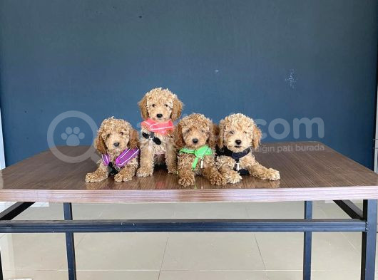 Wc Egi̇ti̇mli̇ Orji̇nal Toy Poodle Yavrulari Magazamizda  Görün görsel