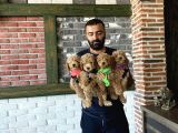 Wc Egi̇ti̇mli̇ Orji̇nal Toy Poodle Yavrulari Magazamizda  Görün