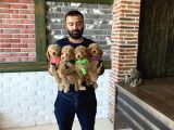 Wc Egi̇ti̇mli̇ Orji̇nal Toy Poodle Yavrulari Magazamizda  Görün