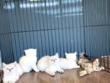 Show Kali̇te British Shorthair Yavrulari Magazamizda Görün