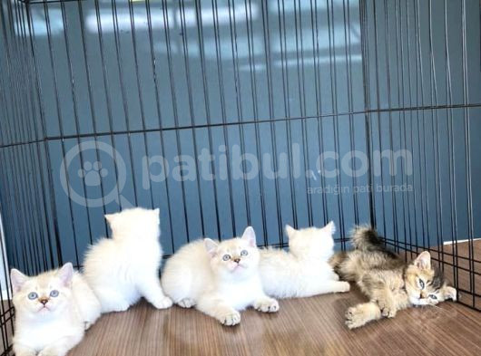 Show Kali̇te British Shorthair Yavrulari Magazamizda Görün görsel