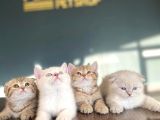 Show Kali̇te British Shorthair Yavrulari Magazamizda Görün