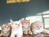 Show Kali̇te British Shorthair Yavrulari Magazamizda Görün
