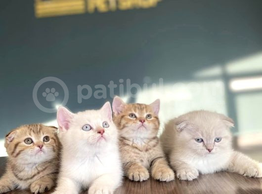 Show Kali̇te British Shorthair Yavrulari Magazamizda Görün görsel