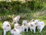 Show Kali̇te British Shorthair Yavrulari Magazamizda Görün