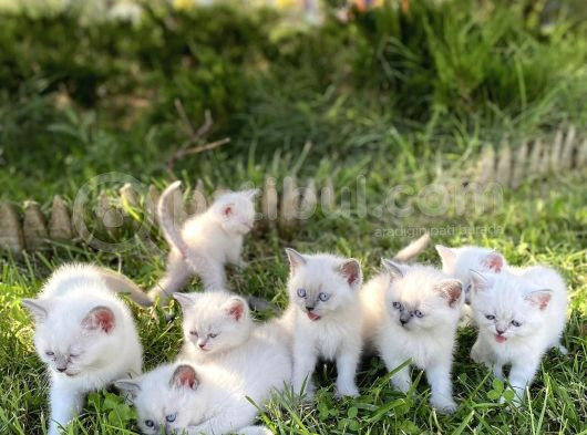 Show Kali̇te British Shorthair Yavrulari Magazamizda Görün görsel