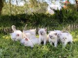 Show Kali̇te British Shorthair Yavrulari Magazamizda Görün