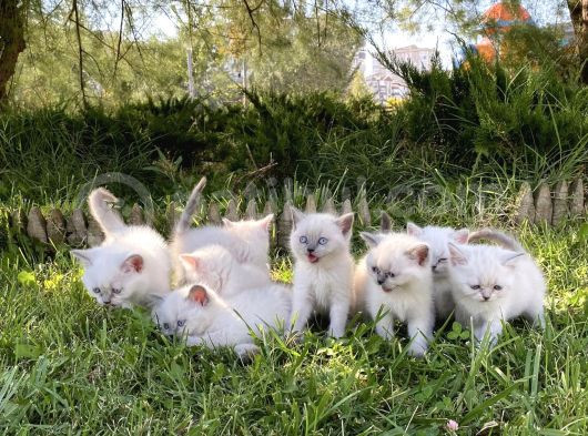 Show Kali̇te British Shorthair Yavrulari Magazamizda Görün görsel