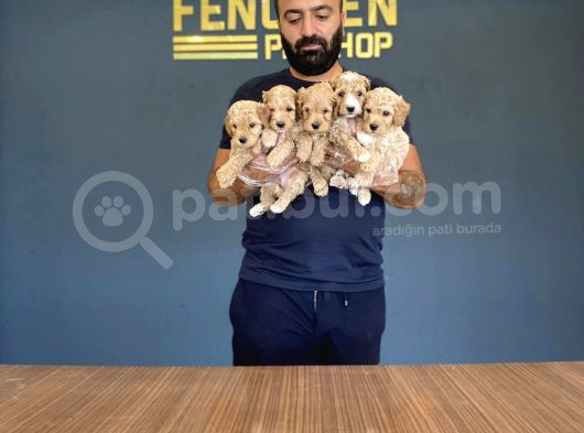 Wc Egi̇ti̇mli̇ Malti̇po Yavrular  Ankara Mağazamizda Canli Görün görsel