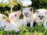 Show Kali̇te British Shorthair Yavrulari Magazamizda Görün