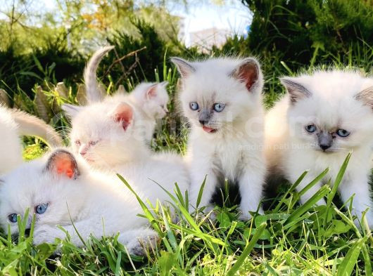 Show Kali̇te British Shorthair Yavrulari Magazamizda Görün görsel