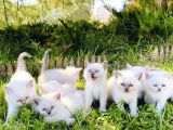 Show Kali̇te British Shorthair Yavrulari Magazamizda Görün