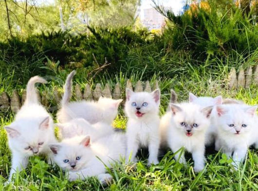 Show Kali̇te British Shorthair Yavrulari Magazamizda Görün görsel