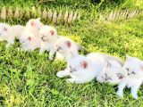 Show Kali̇te British Shorthair Yavrulari Magazamizda Görün