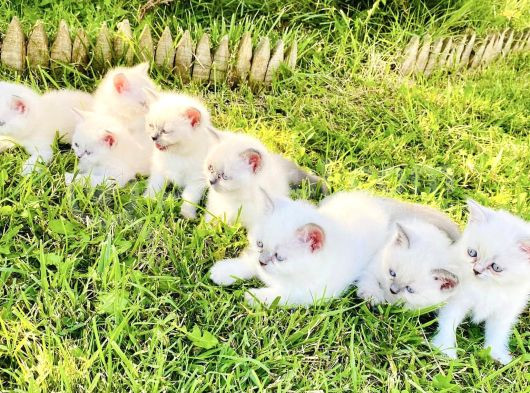 Show Kali̇te British Shorthair Yavrulari Magazamizda Görün görsel