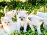 Show Kali̇te British Shorthair Yavrulari Magazamizda Görün