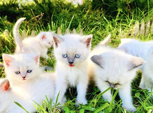 Show Kali̇te British Shorthair Yavrulari Magazamizda Görün görsel