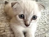 Scottish Fold Yavrularımıza Yuva Arıyoruzzz