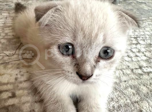 Scottish Fold Yavrularımıza Yuva Arıyoruzzz görsel
