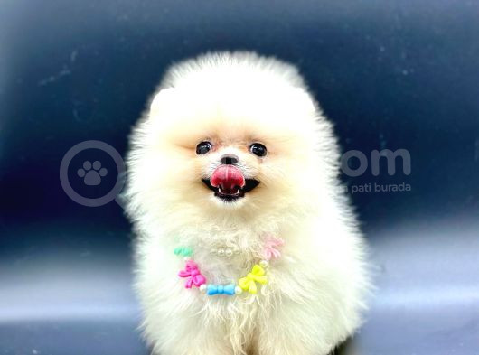 Gerçek Tedy Bear Pomeri̇an Boo Yavrular görsel