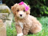 Mini Boy Puppy Kıpkırmızı Red Tooy Poodle 