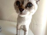 Scottish Fold Yavrularımıza Yuva Arıyoruzzz