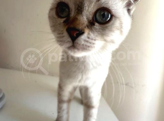 Scottish Fold Yavrularımıza Yuva Arıyoruzzz görsel