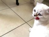 Scottish Fold Yavrularımıza Yuva Arıyoruzzz