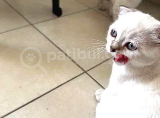 Scottish Fold Yavrularımıza Yuva Arıyoruzzz görsel