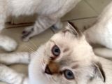 Scottish Fold Yavrularımıza Yuva Arıyoruzzz