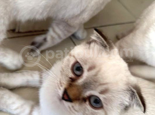 Scottish Fold Yavrularımıza Yuva Arıyoruzzz görsel
