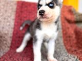 Masmavi Gözleriyle Husky Sibirya Kurdu Yavrularımız