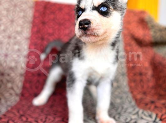 Masmavi Gözleriyle Husky Sibirya Kurdu Yavrularımız görsel