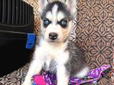 Masmavi Gözleriyle Husky Sibirya Kurdu Yavrularımız