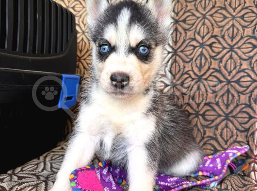 Masmavi Gözleriyle Husky Sibirya Kurdu Yavrularımız görsel