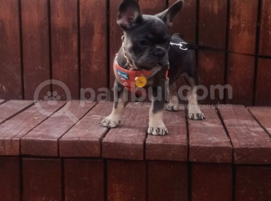 Mavi Gözlü Erkek Blu Tan French Bulldog görsel