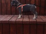 Mavi Gözlü Erkek Blu Tan French Bulldog