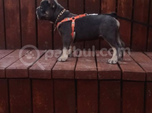 Mavi Gözlü Erkek Blu Tan French Bulldog görsel