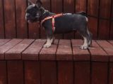 Mavi Gözlü Erkek Blu Tan French Bulldog