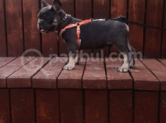 Mavi Gözlü Erkek Blu Tan French Bulldog görsel