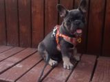 Mavi gözlü erkek blu tan french bulldog